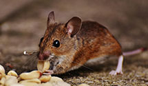 hoarding-cleanup-pest-control Experts in Egremont